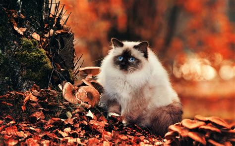 Download Leaf Fall Blue Eyes Himalayan Cat Animal Cat Hd Wallpaper