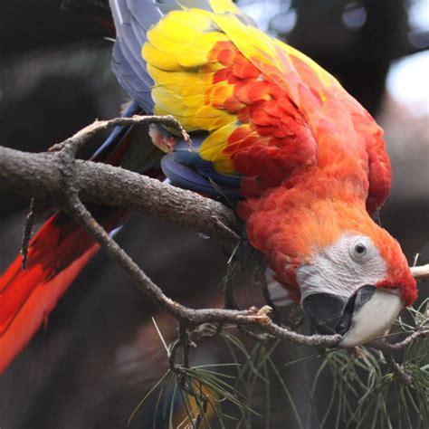 Scarlet Macaws Information And Facts On Scarlet Macaws