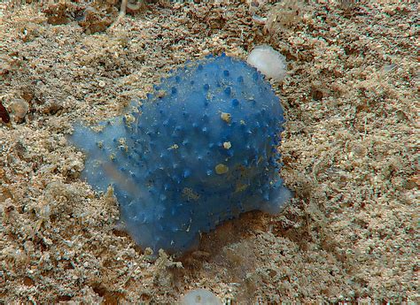 Marine Scientists Discover Bizarre Creature That Looks Like Blue Goo In
