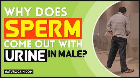 Why Does Sperm Come Out With Urine In Male Natural Treatment Youtube