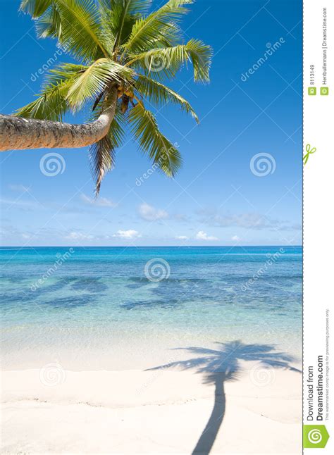 Palm Tree Over Water Royalty Free Stock Images Image