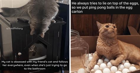 Funny Cat Memes And Photos To Distract You From The Hardship Of Waking Up Early On Monday