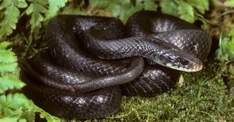 Discover The Black Snakes In Florida Az Animals
