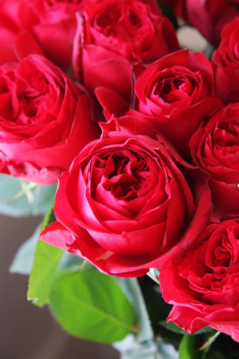 Rose Red Elegance Rose Pinterest