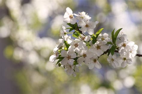 Cherry Blossoms Anime Background Anime Cherry Blossom Wallpaper