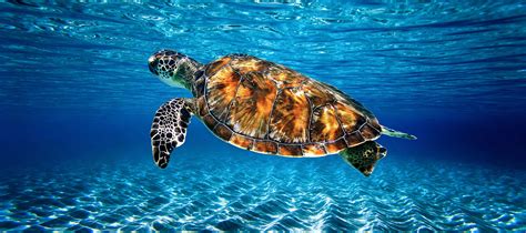 Sea Turtle Swimming In Clear Water In The Florida Keys Panoramic