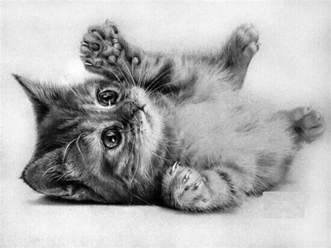 Dibujo A Lápiz De Un Gato Baby Animal Drawings Simple Cat Drawing