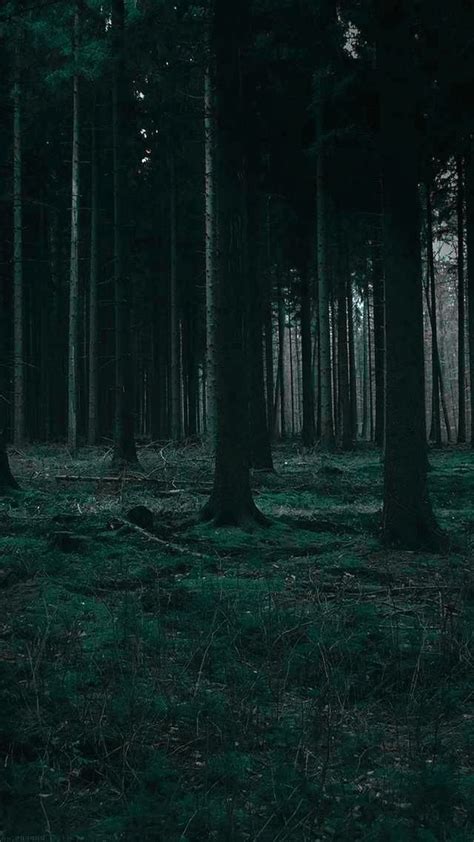 Dark Forest Wallpaper In 2021 Dark Forest Forest Wallpaper Nature