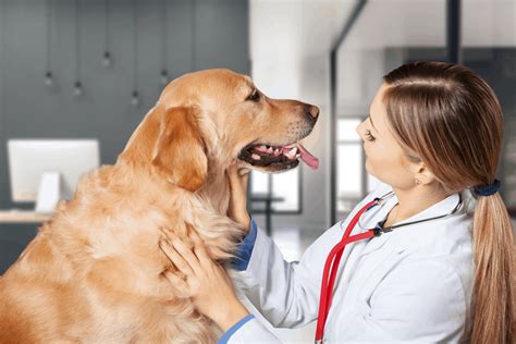 There were more than 2 million pets insured. Best Pet Insurance for Golden Retrievers (2020) - Golden ...