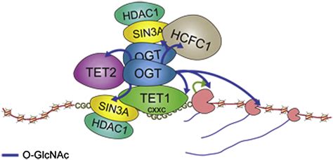 Tet Proteins Connect The O Linked N Acetylglucosamine Transferase Ogt