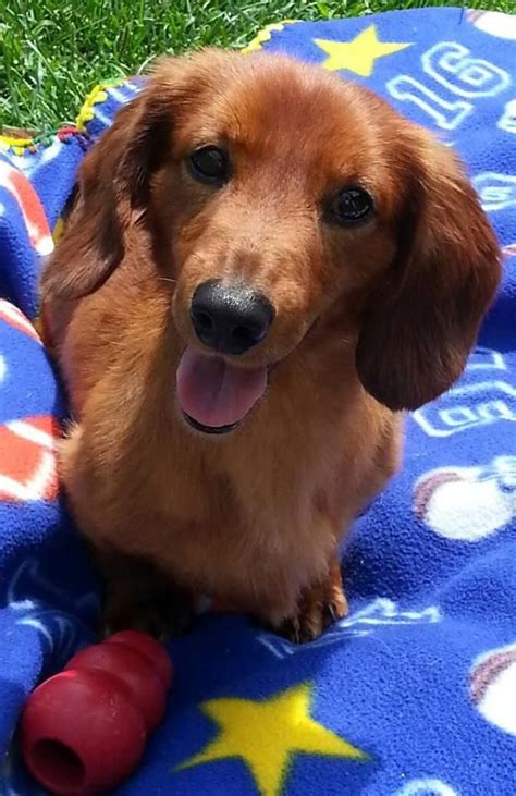 65 Miniature Long Haired Dachshund Rescue Picture Bleumoonproductions