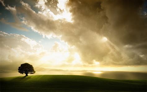 Wallpaper Tree Lonely Meadow Grass Sky Clouds Light 1920x1200