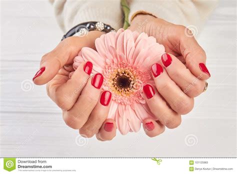 Gentle Gerbera In Female Manicured Hands Stock Image Image Of Fingernail Caucasian 101125983