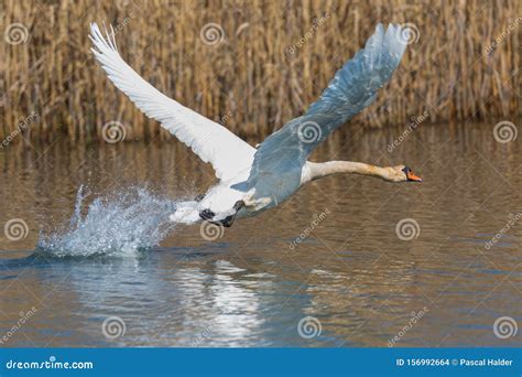 One Mute Swan Cygnus Olor Lifting Off From Water Surface Stock Photo