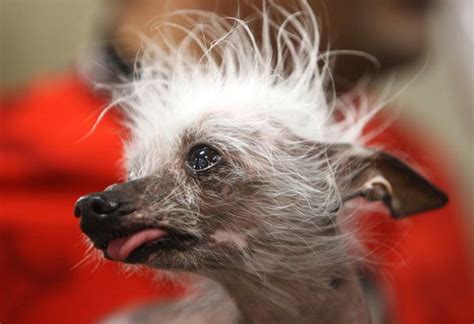 Ugly Dog Contest Names Rascal The Ugliest Huffpost Los Angeles