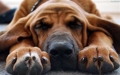 What does it mean to dream about puppies? Bloodhound watching tenth dream wallpapers and images - wallpapers, pictures, photos