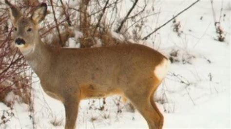 101 Year Old Grandma Kills Two Deer With One Shot They Both Dropped