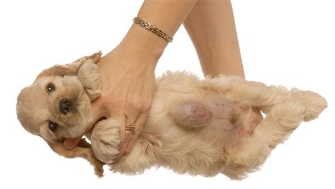 This may include pain or discomfort especially with coughing, exercise, or bowel movements. Hernias In Dogs: Types, Symptoms, And Treatments - Dogtime