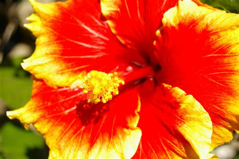 Types Of Hibiscus Flowers Garden Guides