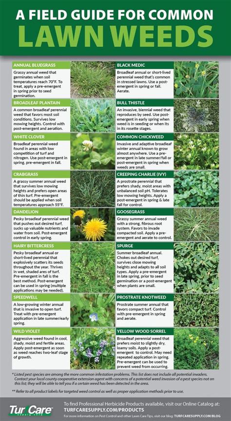 Common Garden Weeds Identification