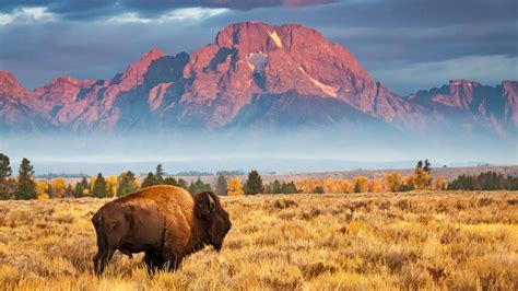 Wallpaper Bison Grand Teton National Park Wyoming Usa