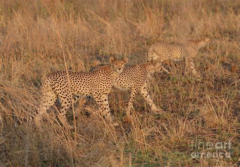 Cheetah Mom With Cubs At Sunset Photograph By Tom Wurl Fine Art America