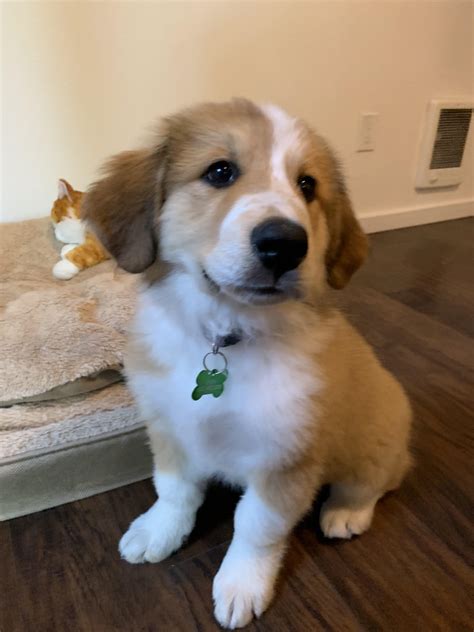 Meet Our Berner With Extra Cream Lyra Bernese Mountain Dog Great