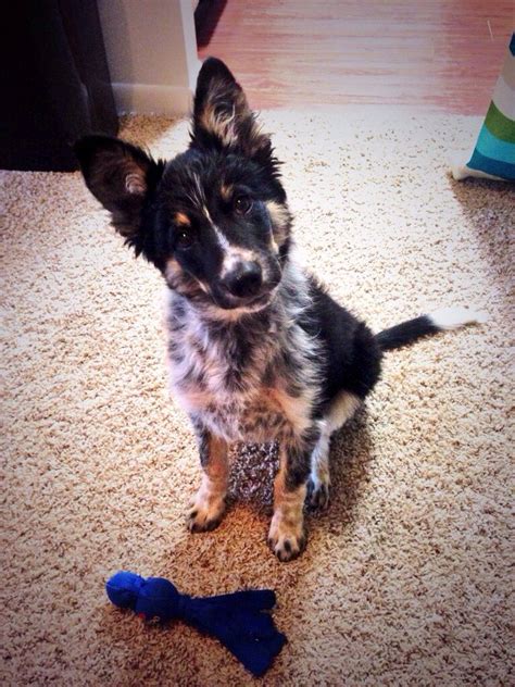 Border Collieblue Heeler Mix Cute Animals Cute Dogs And Puppies