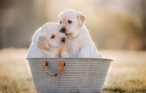 Free Download Wallpaper Dogs Background Dog Puppies Pair Puppy White