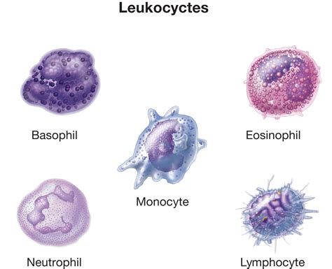 The Five Different Types Of Leukocytes White Blood Cells Biology