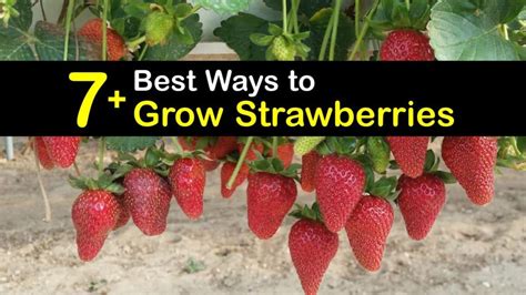 7 Best Ways To Grow Strawberries
