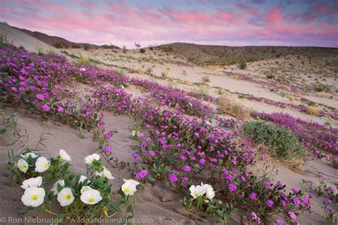 Anza Borrego Wildflowers Anza Borrego Desert State Park California