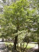 庭園樹~青楓(四張圖)＠我的空中花園(1)｜PChome 個人新聞台