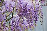 Photos of Wisteria Hanging Flowers