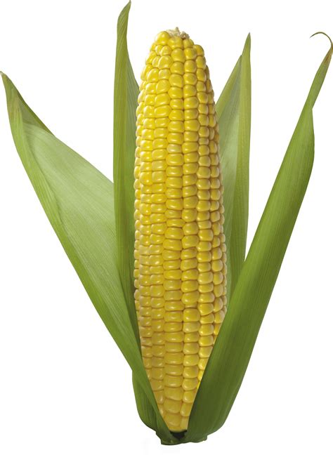 Corn Yellow PNG Corn Clipart Images Free Download Free Transparent PNG Logos
