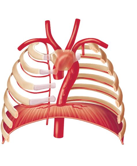 Branches Of The Aorta Thoracic Aorta Anterior View Diagram Quizlet