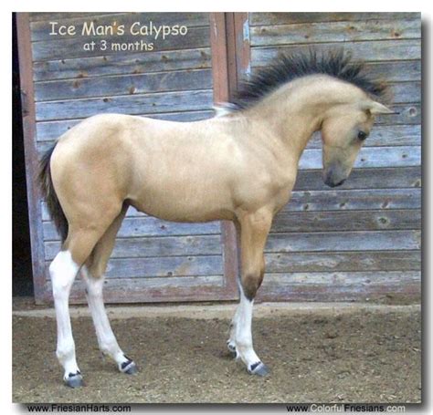 Tb for sale( master freckles). this horse is sooooooo pretty For Sale, buckskin Friesian cross filly by Ice Man of www ...