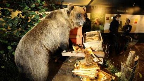 Präparat: Braunbär Bruno im Museum - Nachrichten Bayern - Augsburger