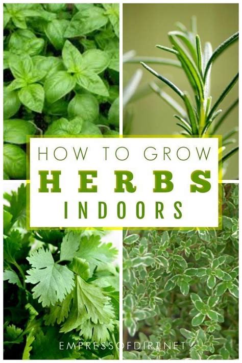 How To Grow Herbs Indoors Beginners Guide Empress Of Dirt Best