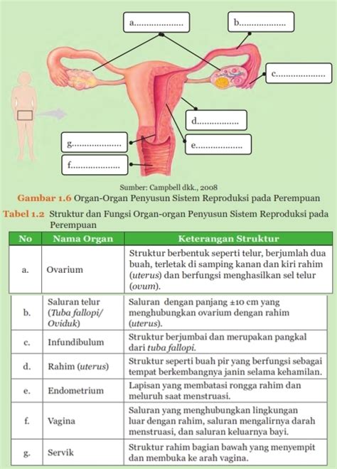 Organ Organ Penyusun Sistem Reproduksi Perempuan Homecare24