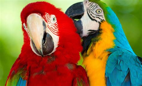 Cute Love Bird Colorful Parrot Images Hd Wallpapers