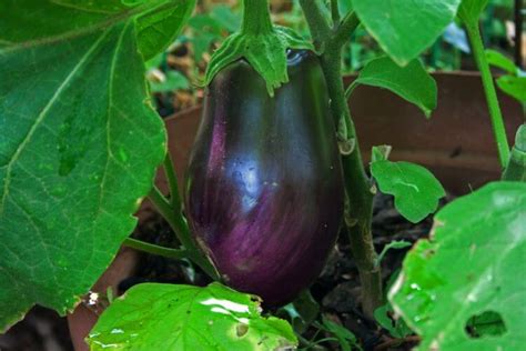 Growing Eggplant In Your Garden Gardens Nursery