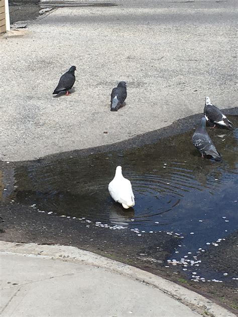 I Live Near The Beach And There Are Flocks Of Birds Mostly Seagulls