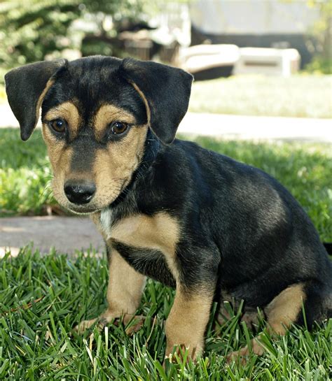 Contribute to lbovet/docson development by creating an account on github. Rescue Dog - Dachshund/Shepherd Mix - Puppy - My name is D… | Flickr