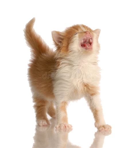 Meowing Kitten Stock Image Image Of Discover Stripes 9794595