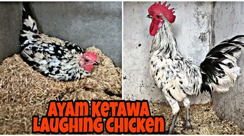 Ayam Ketawa Laughing Chicken Indonesian Youtube
