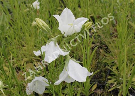 Zvonek Broskvolistý Takion White Campanula Persicifolia Takion