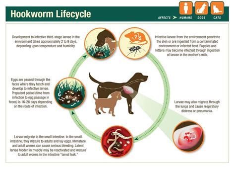 The Companion Animal Parasite Council On Linkedin Similar To Tapeworms