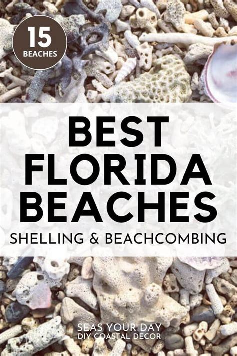 15 Best Shelling And Beachcombing Beaches In Florida Florida Beaches