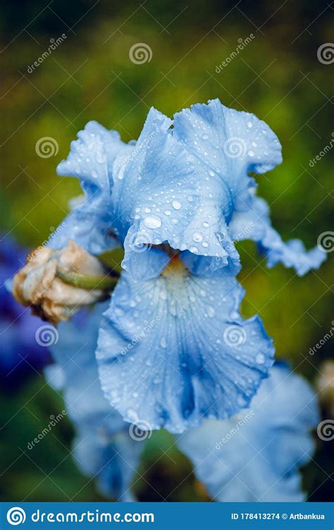 Blue Iris Flower In The Morning Dew The Botanic Gardens Stock Photo